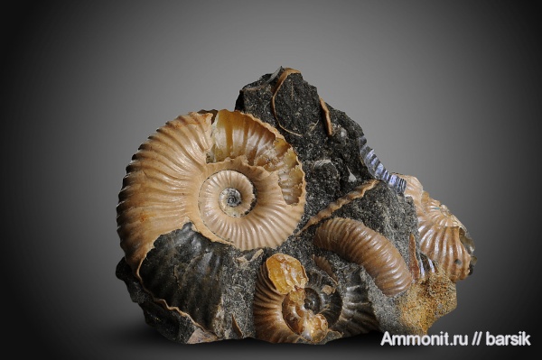аммониты, мел, Ammonites, Acanthohoplites, Parahoplitidae, р. Курджипс, Cretaceous