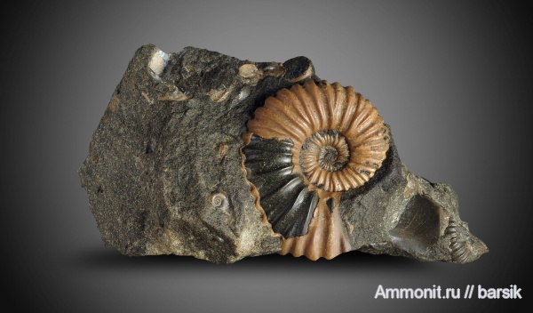 аммониты, мел, Ammonites, Colombiceras, р. Курджипс, Cretaceous