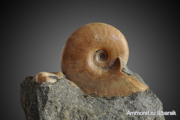 аммониты, мел, Ammonites, Desmoceratidae, р. Курджипс, Cretaceous