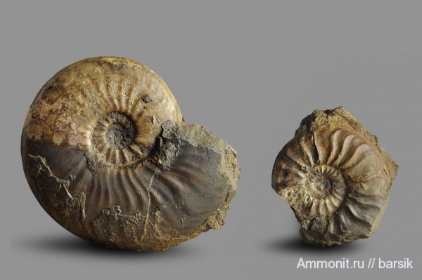 аммониты, тоар, Ammonites, Pleydellia, Dumortieria, Toarcian