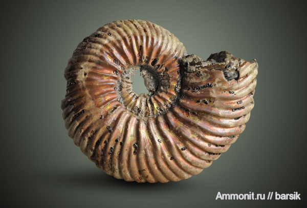аммониты, юра, микроскульптура, Ammonites, Jurassic