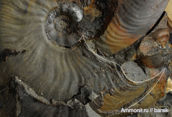 аммониты, устье, Ammonites, Leioceras, аален, Aalenian