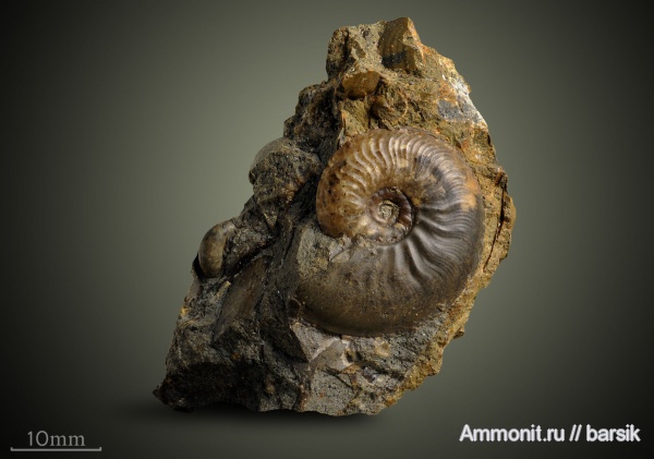 аммониты, Ammonites, Leioceras, ааленский ярус, Leioceras comptum, Graphoceratidae