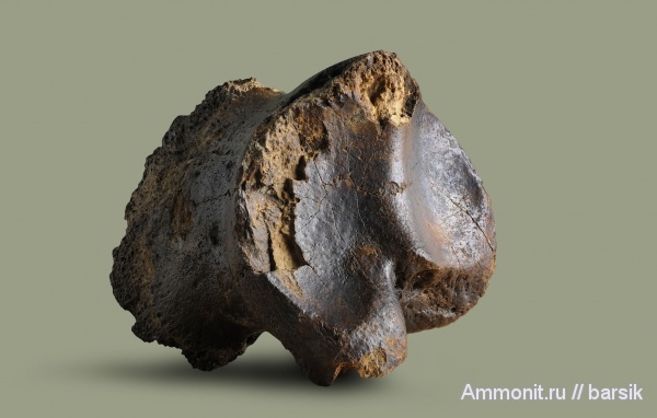 млекопитающие, плейстоцен, Bison priscus, ископаемые быки