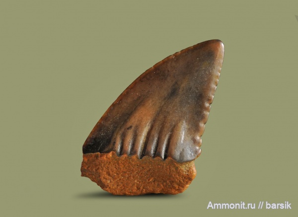 зубы, акулы, Ростовская область, Palaeocarcharodon