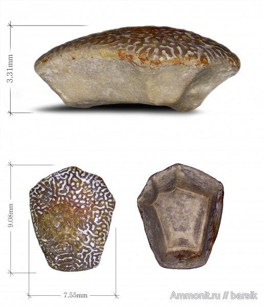 морские лилии, карбон, Московская область, Карьер Заборье