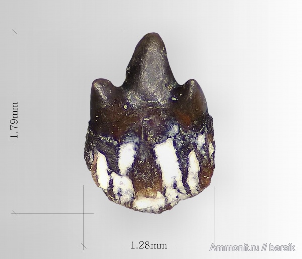 карбон, рыбы, зубы, Московская область, зубы рыб, Карьер Заборье