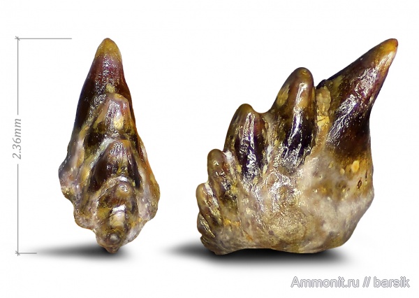 карбон, рыбы, Московская область, Карьер Заборье