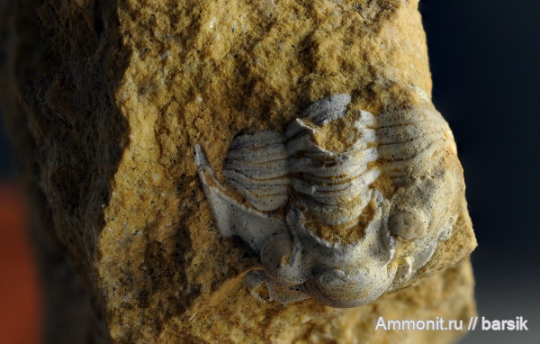 трилобиты, карбон, Московская область, Ditomopyge mosquensis, Ditomopyginae