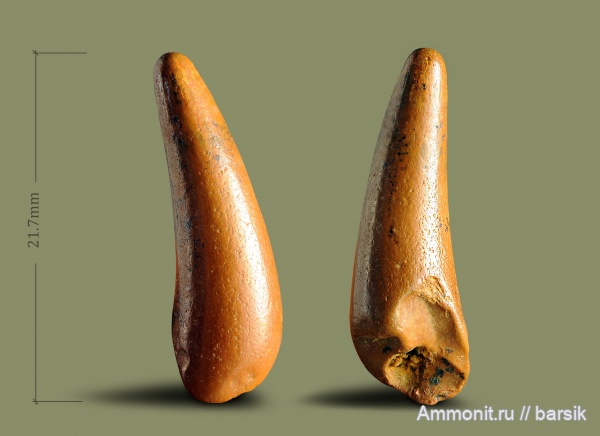 палеоген, крокодилы, зубы, Ростовская область