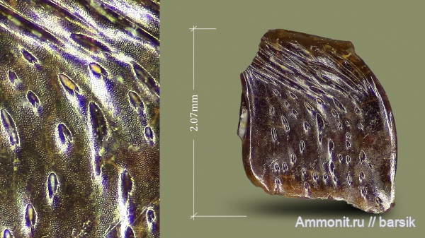 карбон, рыбы, Московская область, чешуя рыб, Карьер Заборье