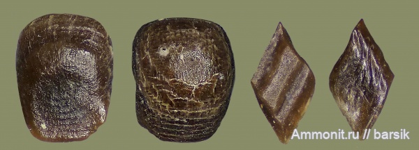 карбон, рыбы, Московская область, Карьер Заборье