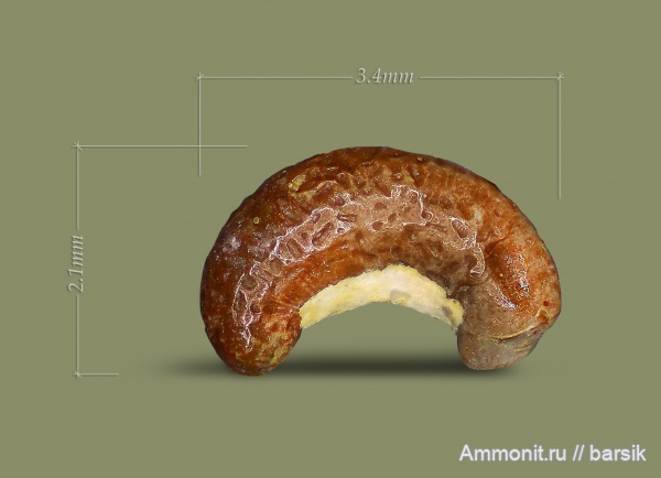 карбон, Московская область, Карьер Заборье