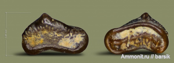 карбон, рыбы, Московская область, Карьер Заборье