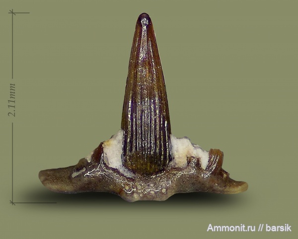 карбон, рыбы, зубы, Stethacanthus, зубы рыб, Заборье