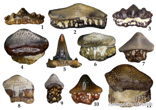 карбон, рыбы, зубы, нижний карбон, Московская область, зубы рыб, Карьер Заборье