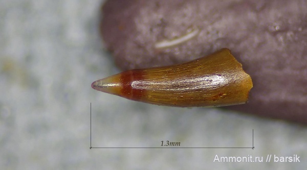 рыбы, Московская область, Palaeonisciformes, зубы рыб, Palaeonisci, Карьер Заборье, палеониски