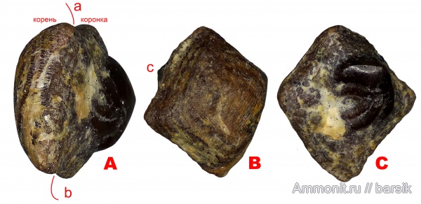 карбон, нижний карбон, Московская область, чешуя, чешуя рыб, Карьер Заборье