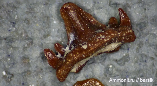 карбон, зубы, нижний карбон, зубы рыб, Карьер Заборье