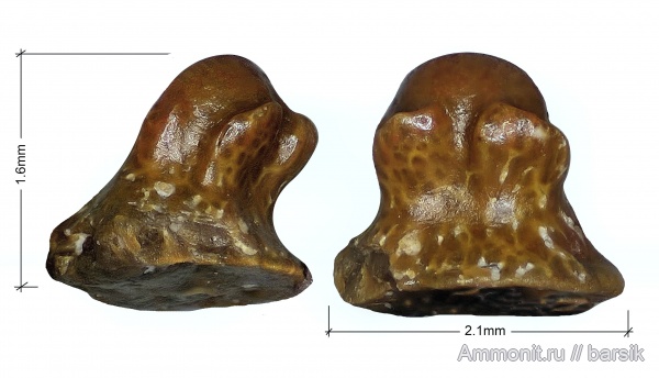 карбон, рыбы, нижний карбон, Московская область, Карьер Заборье