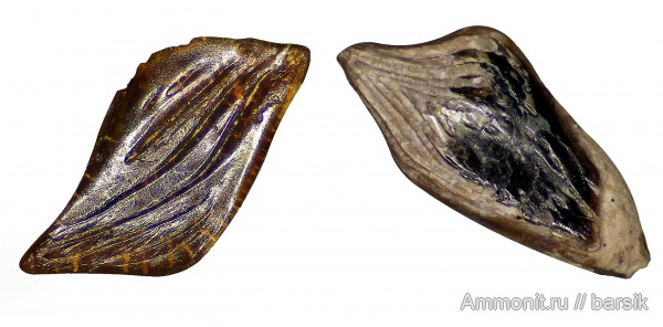 карбон, нижний карбон, Московская область, чешуя, Elonichthys, чешуя рыб, Карьер Заборье