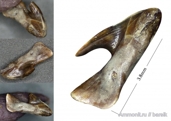 карбон, рыбы, нижний карбон, Московская область, Карьер Заборье