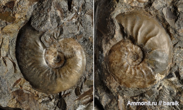 аммониты, Pleydellia, Leioceras, аален, нижний аален