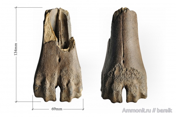 плейстоцен, Ростовская область, Большерогий олень