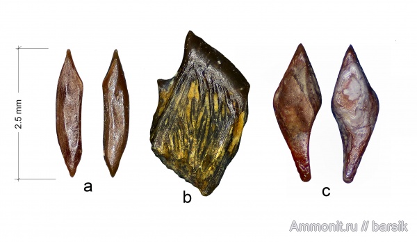 карбон, нижний карбон, Московская область, чешуя, чешуя рыб, Карьер Заборье