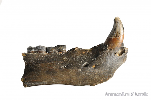 млекопитающие, пещерный медведь