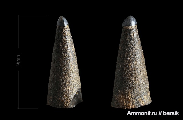 палеоген, рыбы, зубы, Eutrichiurides, приабон