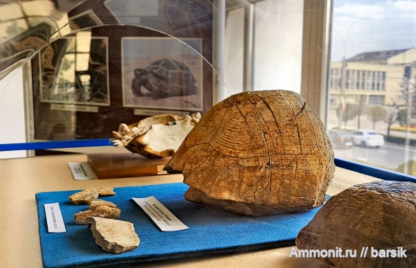 черепахи, миоцен, пресмыкающиеся