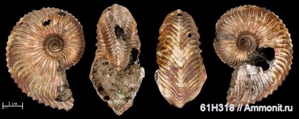 аммониты, юра, Михайлов, Pachycardioceras, Cardioceratidae