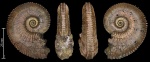 Kosmoceras cf. proniae