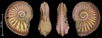 Cardioceras sp.