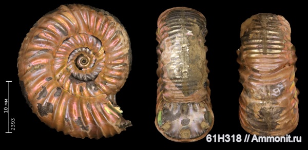 юра, оксфорд, Perisphinctidae, Alligaticeras