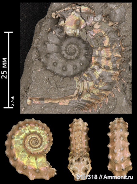 юра, Kosmoceras, келловей, ушки, устье, Gulielmiceras, Змеинка