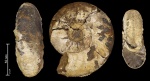 Kepplerites sp.