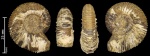 Устье Toricellites sp.