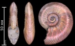 Quenstedtoceras  sp.