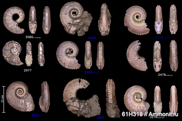 юра, Kosmoceras, келловей, ушки, Змеинка, Spinikosmoceras