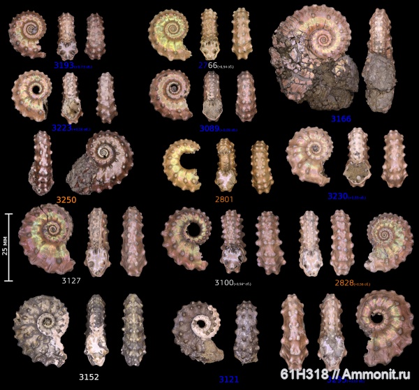 юра, Kosmoceras, келловей, ушки, Змеинка, Spinikosmoceras