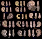 Spinikosmoceras cf. pollux