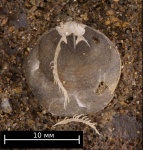 Ручки-крючки