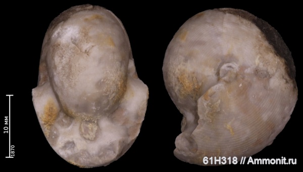 карбон, Goniatitida