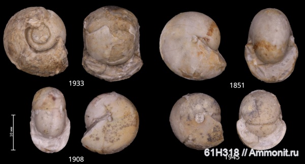 карбон, Goniatitida