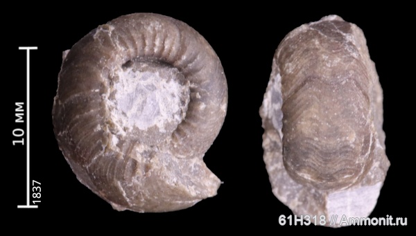 карбон, Goniatitida