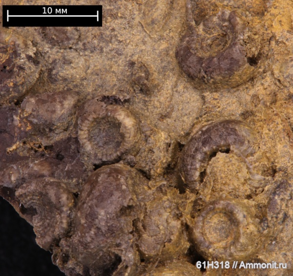 карбон, Goniatitida