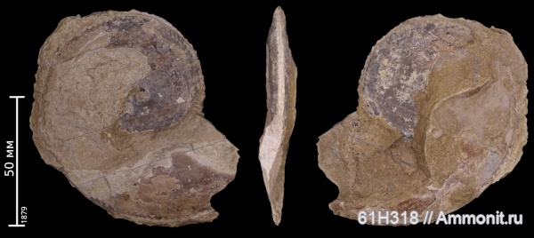 пермский период, Medlicottia