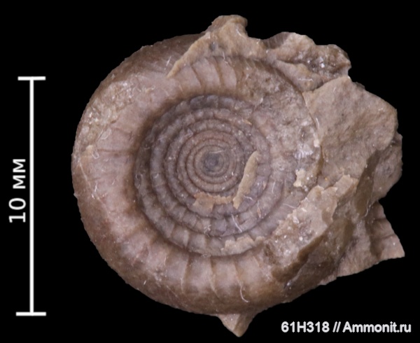 карбон, Goniatitida, Retites ortivus, Retites, Reticuloceratidae